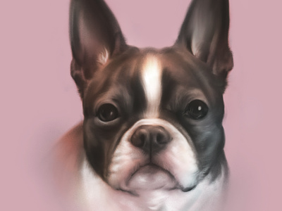 Trixie boston dog drawing pet portrait procreate terrier