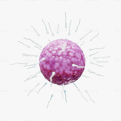 Human Fertilization of Sperm and Egg cell (Ovum) 3D Model 3d 3d model 3d modelling anatomy eggcell humanfertilization ovum sperm