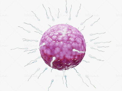 Human Fertilization of Sperm and Egg cell (Ovum) 3D Model 3d 3d model 3d modelling anatomy eggcell humanfertilization ovum sperm