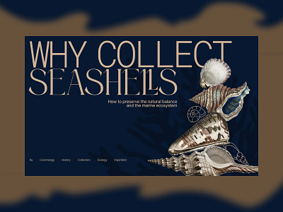 why collect seashells design typography ui web design