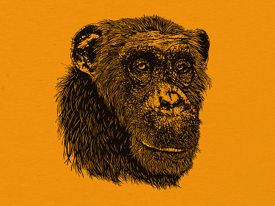 Sue the Chimpanzee ape chimp chimpanzee illustration monkey zoo