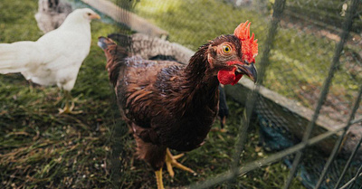 Pumpkin protecting his ladies chicken digital farm farmette fenced photography rooster rural