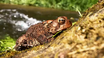 Lazy Toad creek slow toad video waterflow wilderness wildlife