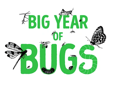 Big Year of Bugs identity bug bugs butterfly dragonfly identity insect insects logo nature