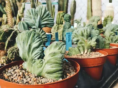 Reverse Image Search Promo Video ✨ 3d ai animation art direction artificial intelligence creative direction google graphic design iconscout illustration image search lottie lottiefiles motion graphics search