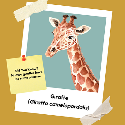 Giraffe Facts Post educational giraffe graphic design infographic kids kids educational