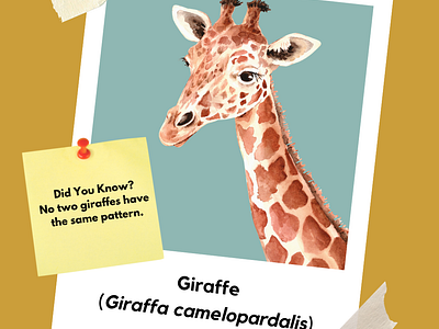 Giraffe Facts Post educational giraffe graphic design infographic kids kids educational