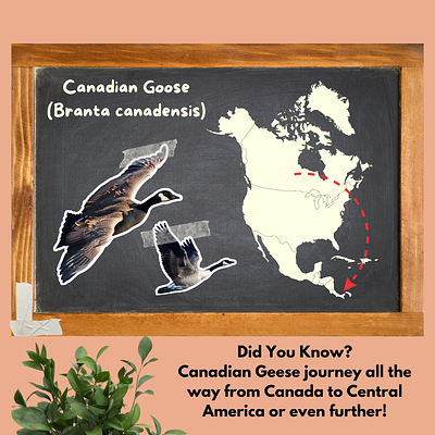 Canada Goose Facts educational goose graphic art infographic kids kids educational school