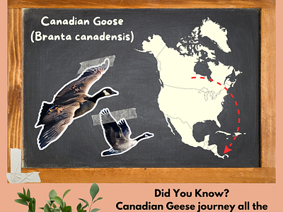 Canada Goose Facts educational goose graphic art infographic kids kids educational school