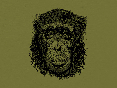 Ben the Chimpanzee ape chimpanzee gorilla illustration monkey zoo