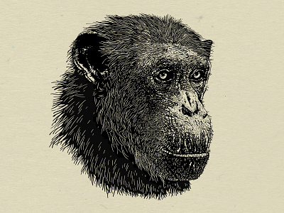 Lucy the Chimpanzee ape chimp chimpanzee gorilla illustration monkey