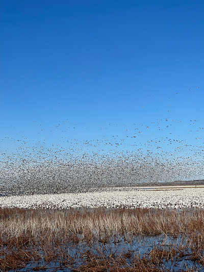 The flock