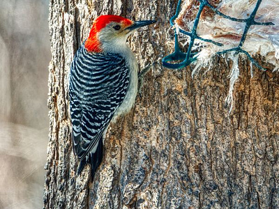 Woodpeckers Removal in Westminster, CO by David on Dribbble