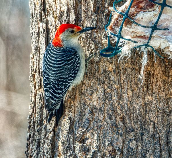 Woodpeckers Removal in Westminster, CO by David on Dribbble