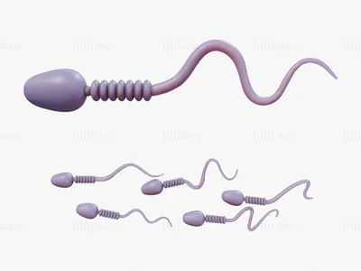 Sperm Cell Anatomy 3D Model