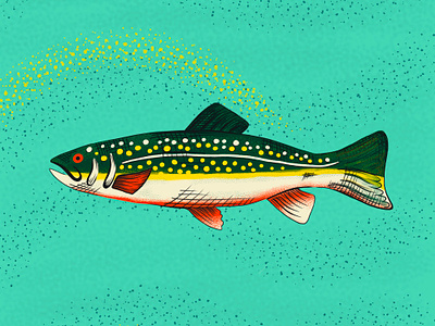 Rainbow Trout Illustration animal digital drawing fish fishing illustration rainbow texture trout