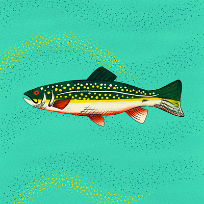 Rainbow Trout Illustration animal digital drawing fish fishing illustration rainbow texture trout