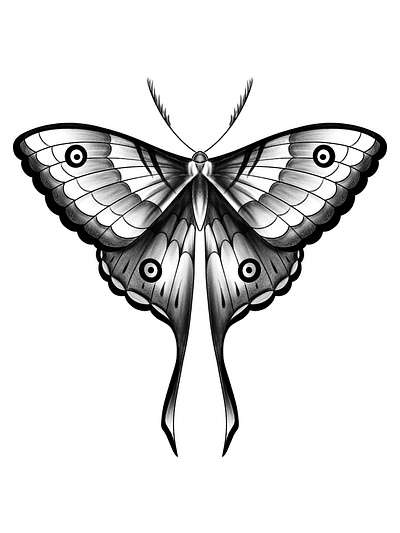 Butterfly branding design graphic design illustration