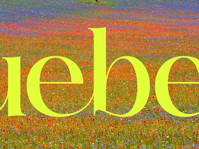 Vuebelle branding graphic design logo typography