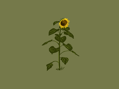 Sunflower drawing floral flower illustration plants summer sunflower