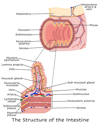 The Structure of Small Intestine adobe illustrator adobe photoshop anatomy biology graphic design illustration medical illustration physiology procreate