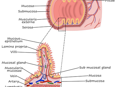 The Structure of Small Intestine adobe illustrator adobe photoshop anatomy biology graphic design illustration medical illustration physiology procreate