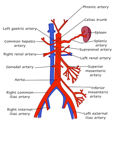 Branches of Aorta adobe illustrator biology drawings human anatomy medical medical illustration medicine procreate scientific illustration