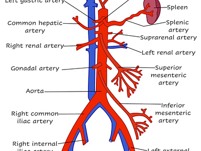 Branches of Aorta adobe illustrator biology drawings human anatomy medical medical illustration medicine procreate scientific illustration