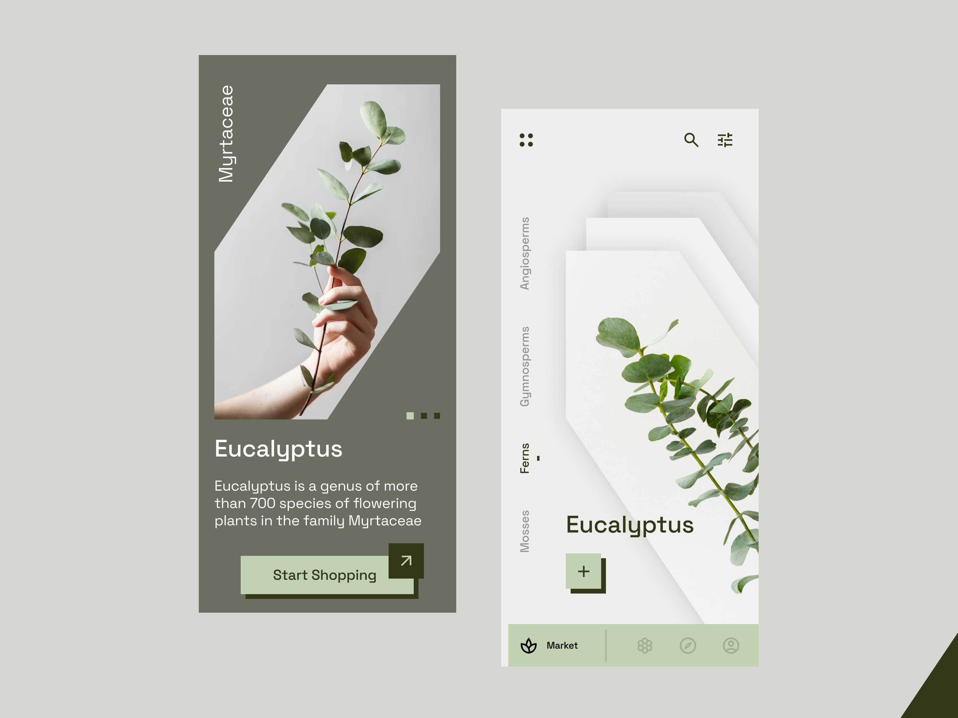 Luxury Plant Shop eucalyptus ferns highend luxury market monstera myrtaceae plant shop shopping top