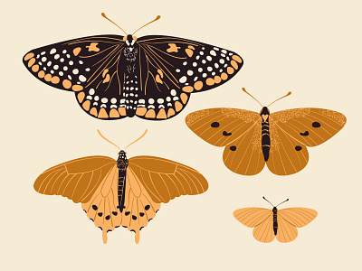 Butterflies art bugs butterflies butterfly community design dribbble halloween illustration illustrator vector