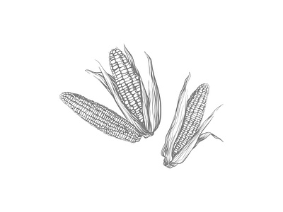 Corn graphic design illustration sketch vector illustrator