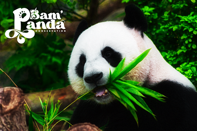 Bam' panda adobe illustrator branding dribbblelogodesign graphic design identitydesign illustration logo logocore logodesign logoinspiration logomark procreate typographylogo vector