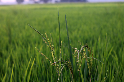 Nature Village Beautiful Paddy Field photography