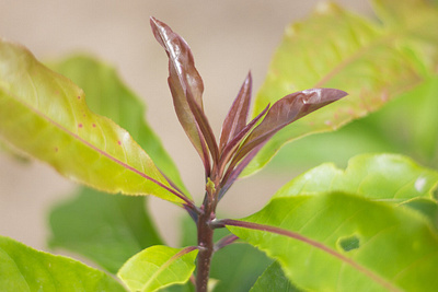 Cara Merawat Tanaman Lili Hujan lili hujan merawat tanaman