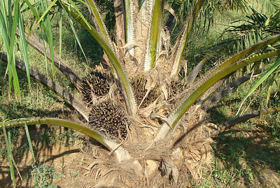 Panduan Pengendalian Gulma di Kelapa Sawit gulma kelapa sawit pengendalian