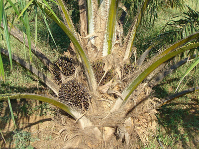 Panduan Pengendalian Gulma di Kelapa Sawit gulma kelapa sawit pengendalian