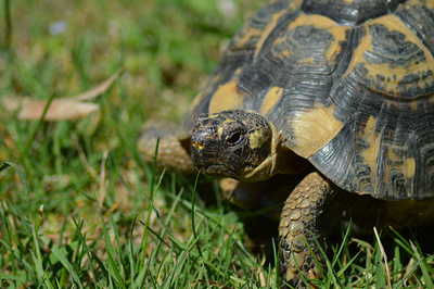 Cara Mengeluarkan Warna Tempurung Kura-kura kura kura merah tempurung