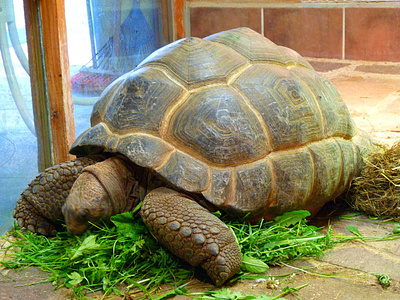 Sayuran yang Menjadi Makanan Kura-kura kura kura makanan sayuran