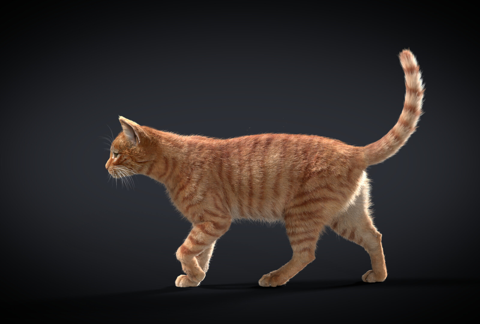 Cat Model by Bryan Martin on Dribbble