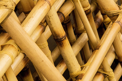 Cara Mematikan Pohon Bambu yang Benar bambu pohon tanaman