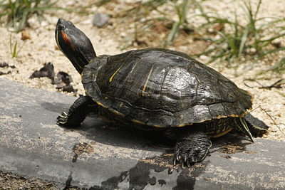 Panduan Budidaya Kura-kura Brazil yang Baik budidaya kura kura panduan