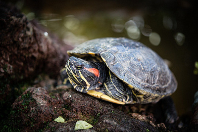 Cara Mencerahkan Tempurung Kura-kura yang Benar brazil budidaya kura kura