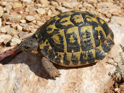 Makanan Kura-kura Brazil yang Kami Rekomendasikan kura kura kura kura brazil makanan