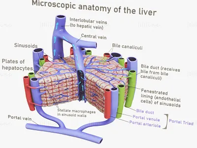Microscopic Anatomy Of Liver 3D Model