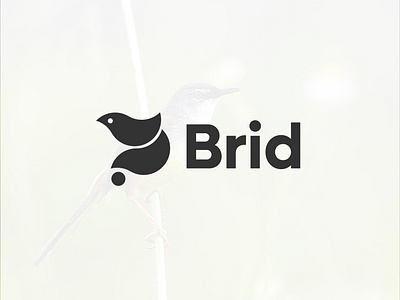 Brid Logo, Modern logo, Branding Design apps logo