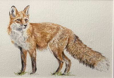 Fox