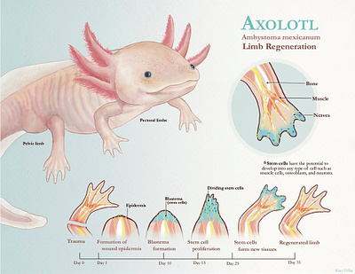 Axolotl regeneration