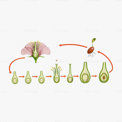 Flower - Ovary Stages 3D Model