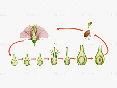 Flower - Ovary Stages 3D Model