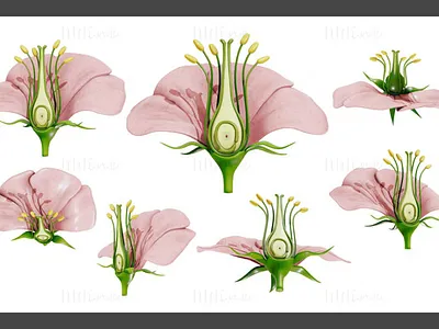 Anatomy of A Flower 3D Model